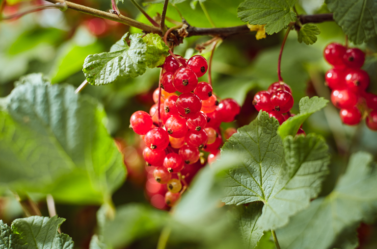 Johannisbeeren am Strauch