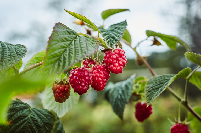 Himbeeren am Strauch