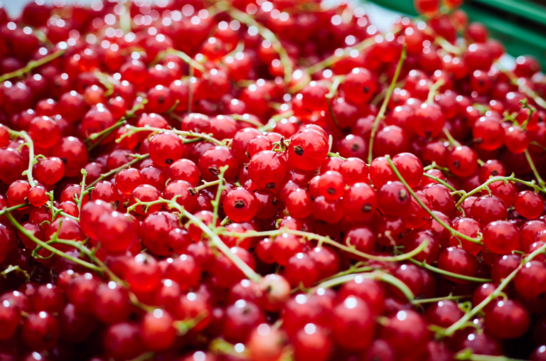 Saisonaler Leckerbissen: Johannisbeeren